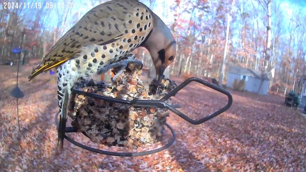 northern flicker.jpg