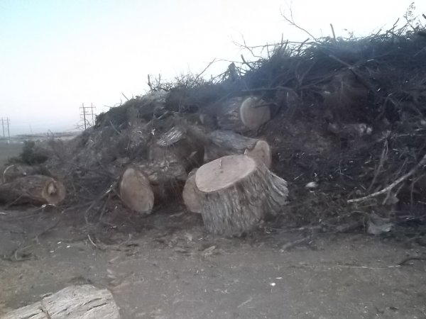 100_1736.JPG