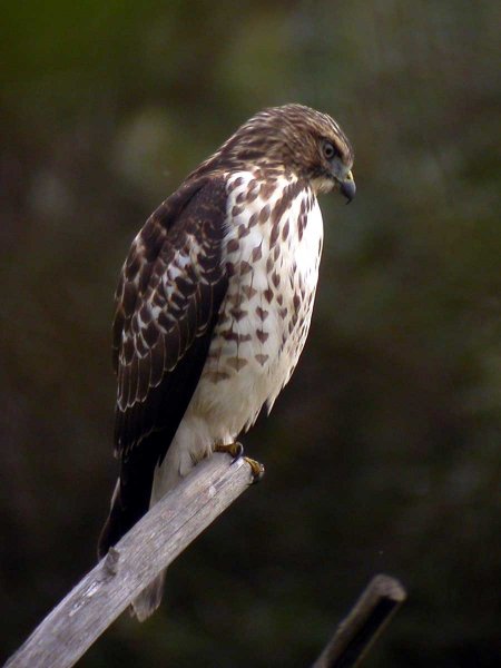 Broad-Winged-Hawk_Wikimedia-Commons-2277680441.jpg