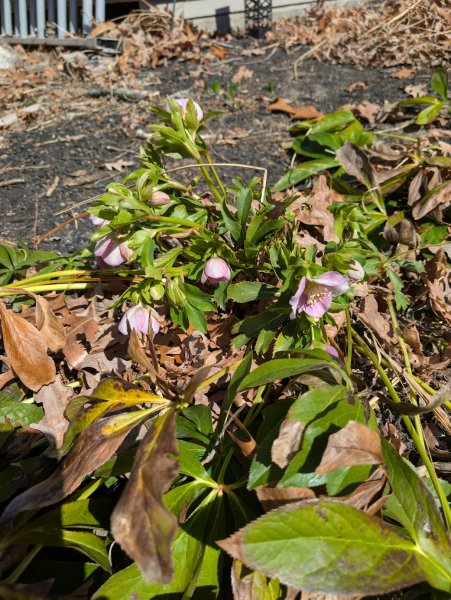 pink hellebore.jpg