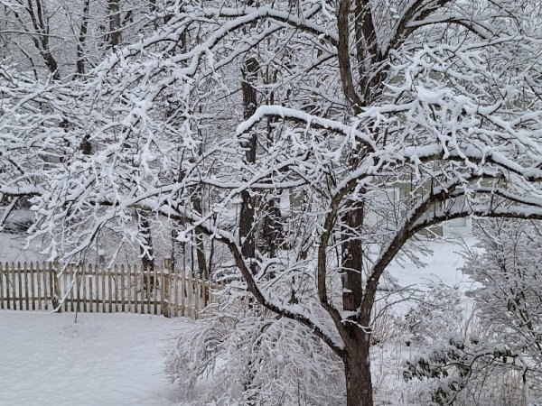 snow on crabapple.jpg