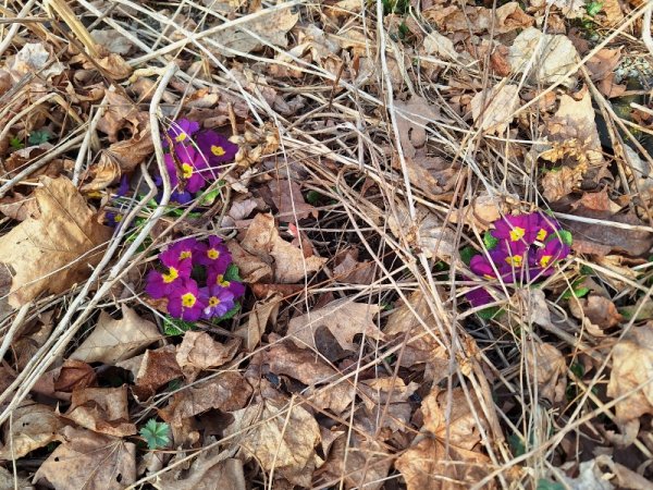 English Primrose.jpg