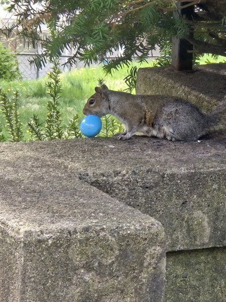 Squirrel with Egg.jpeg