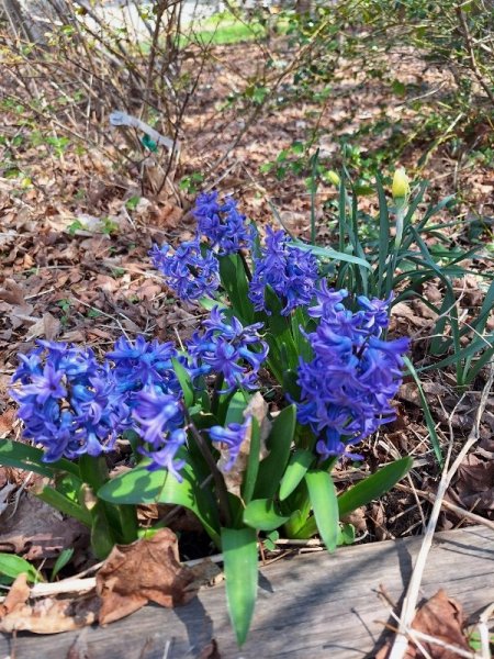 Hyacinth 4-24-25.jpg