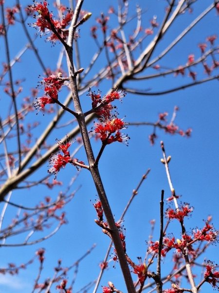 maple flowers - Belle 4-24-25.jpg