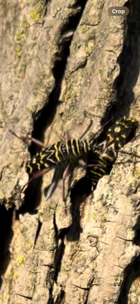 IMG_2718.png