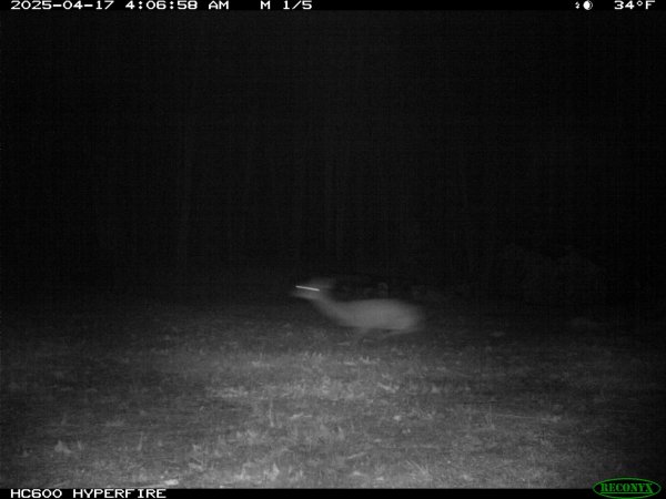 deer running.JPG