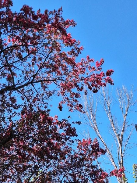 crab apple 5-11-25.jpg