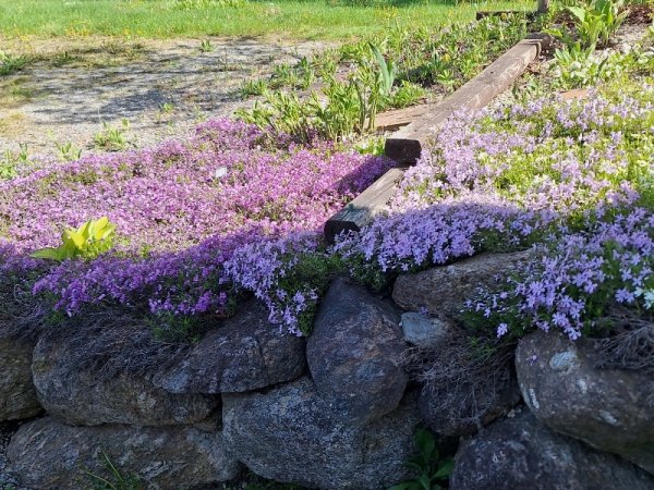 phlox driveway.jpg