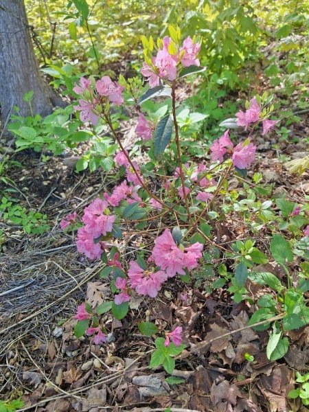 rhodie in backyard.jpg