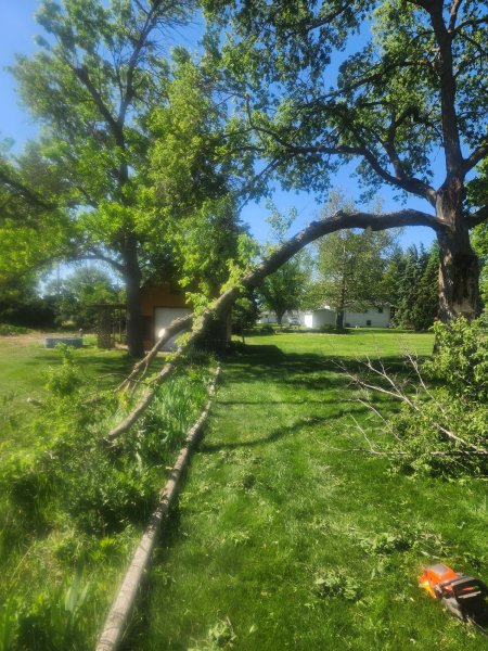 Dennis hackberry before .jpg