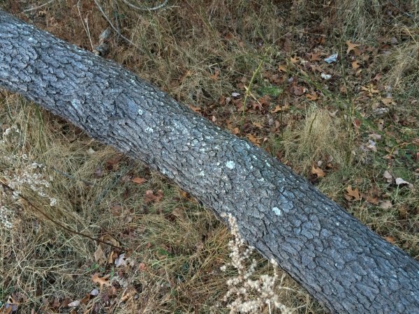 Bark1.JPG