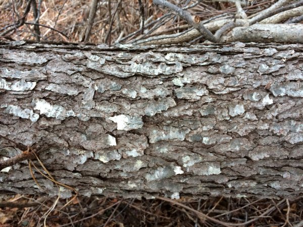 Bark1_resize.JPG