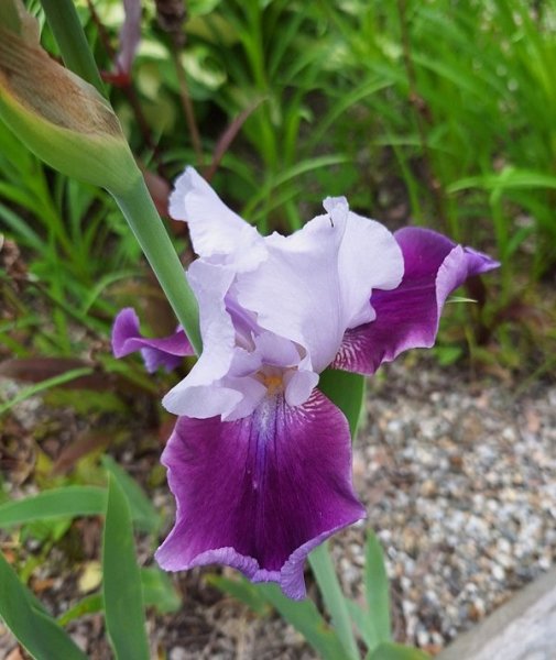 iris by stairs - purple-white.jpg