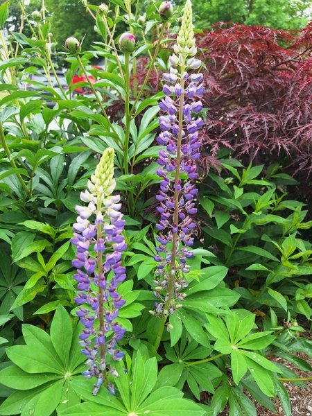 Lupine.jpg