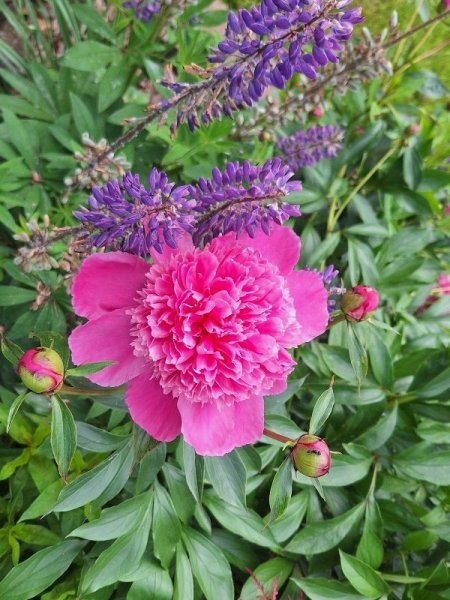 Peonies with lupine.jpg