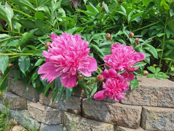 Peonies-pink.jpg