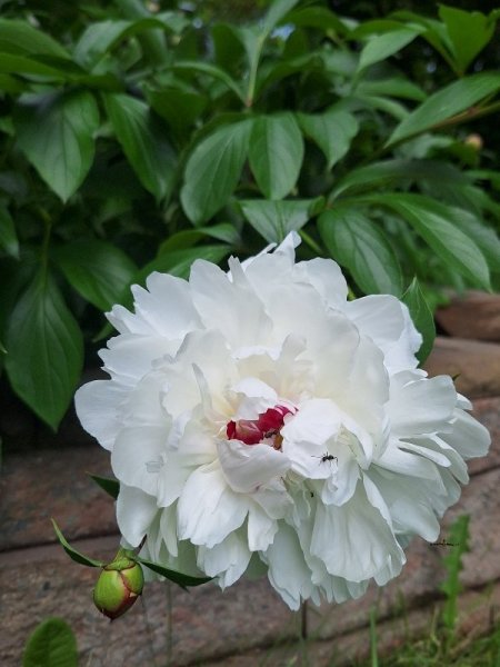Peony-white.jpg