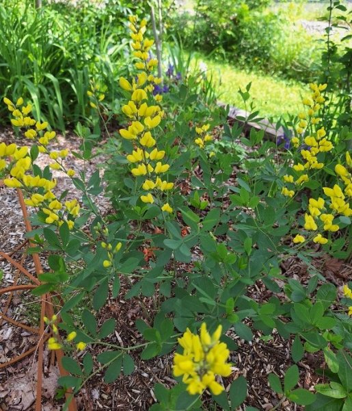 Baptisia-yellow.jpg