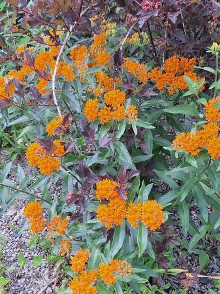 Butterfly weed-young.jpg