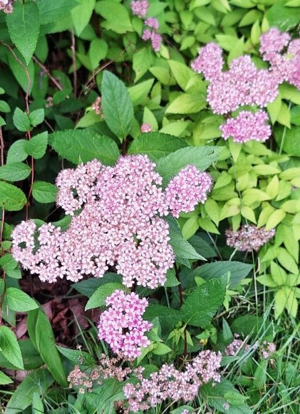 spirea.jpg