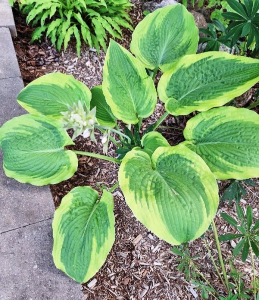 hosta-green on gree.jpg