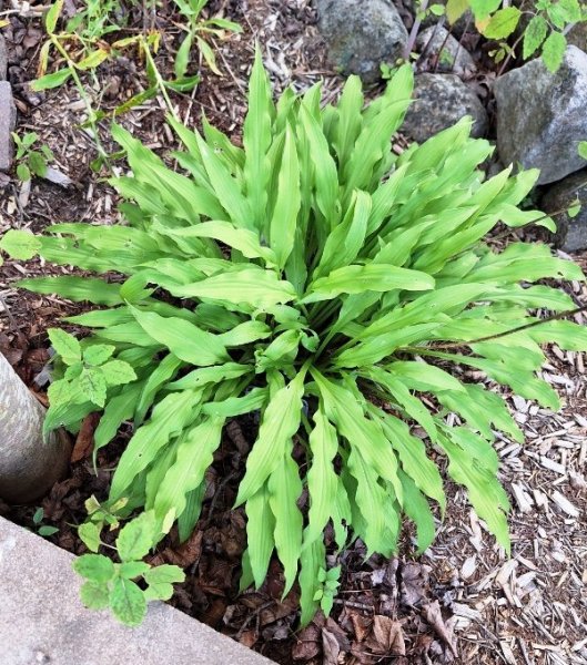 hosta-corner of s garden.jpg