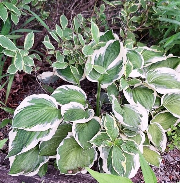 hosta - green-white.jpg