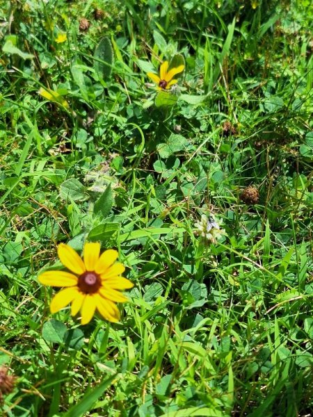 black eyed suzies in yard.jpg