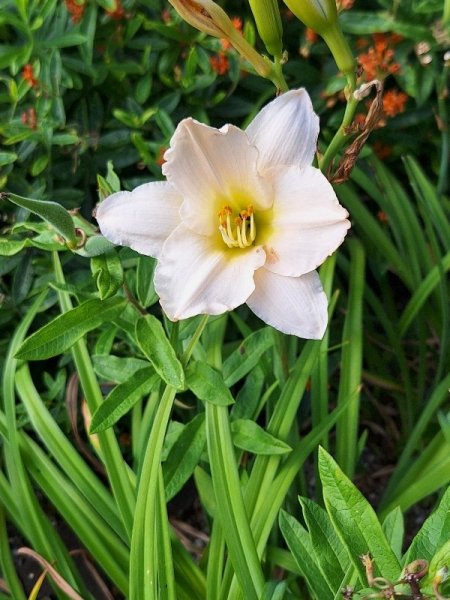 day lily light pink.jpg