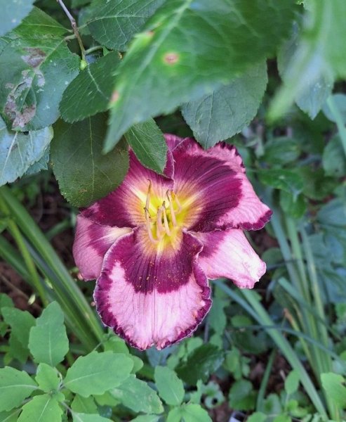 day lily raspberry color.jpg