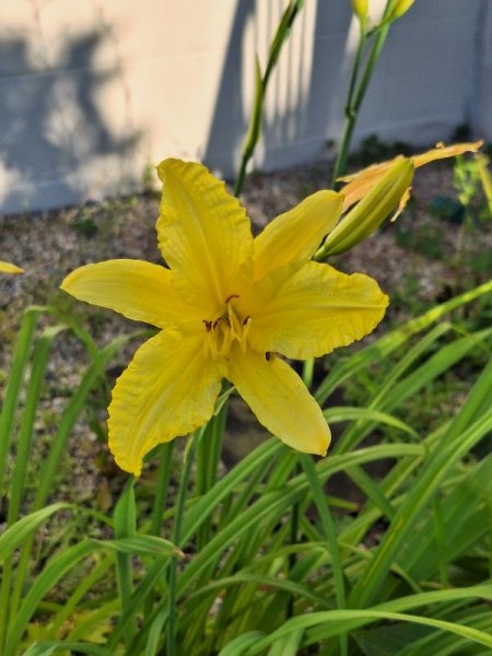day lily yellow.jpg