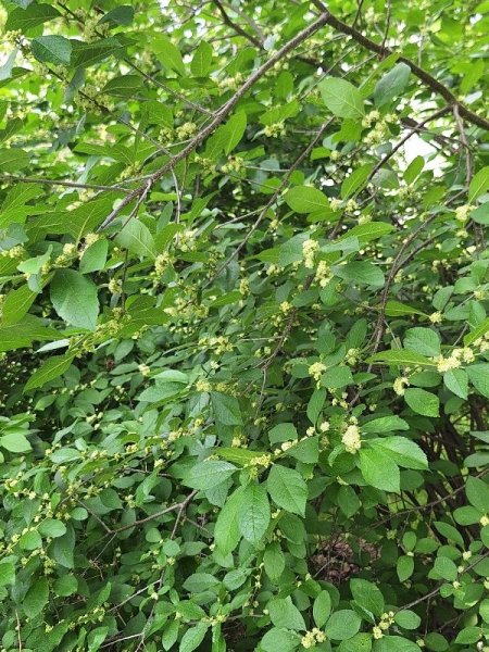winterberry flowers.jpg