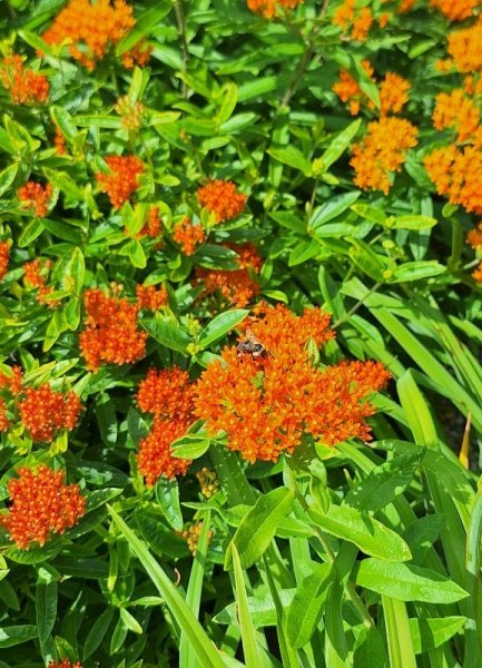 butterfly weed with bee.jpg