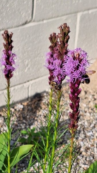 gayfeather with bees.jpg