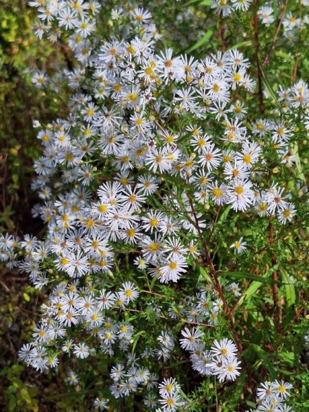Tall white asters bunch.jpg