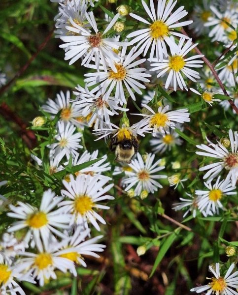 Tall white asters with bee.jpg