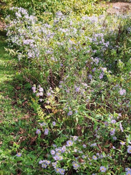 New England Asters.jpg