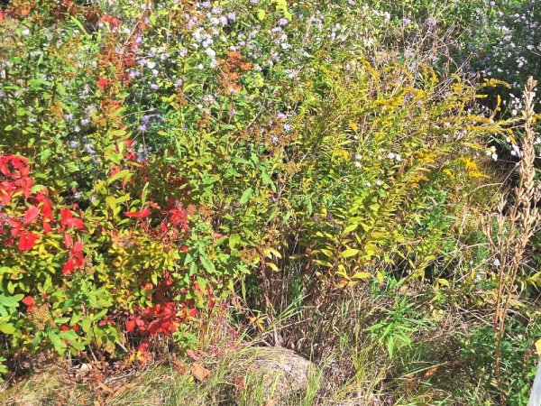 Virginea creeper - goldenrod.jpg