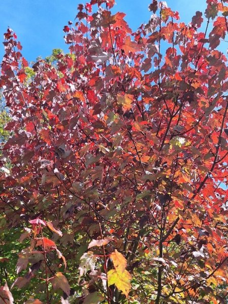Burgundy belle maple close.jpg