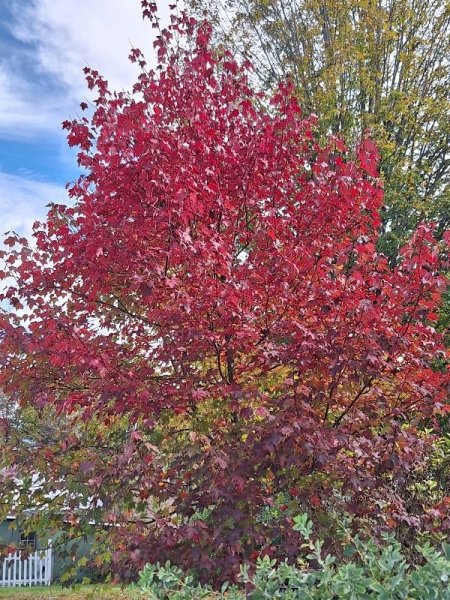 Burgundy belle maple fully turned-all.jpg