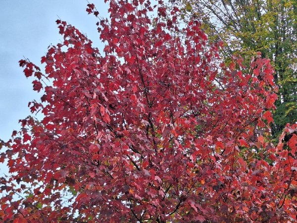 Burgundy belle maple fully turned-top.jpg