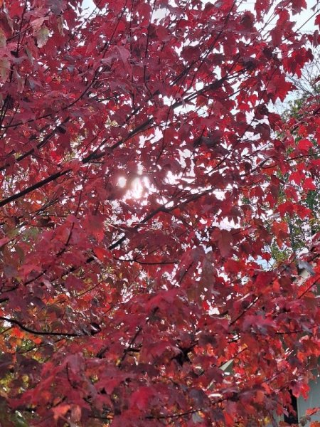 Burgundy belle maple fully turned-close.jpg