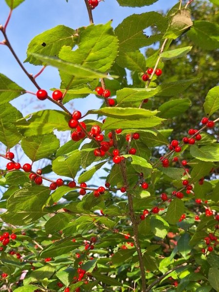 Winterberries 3.jpg