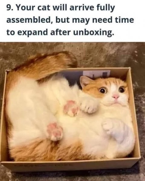 boxedcat.jpg