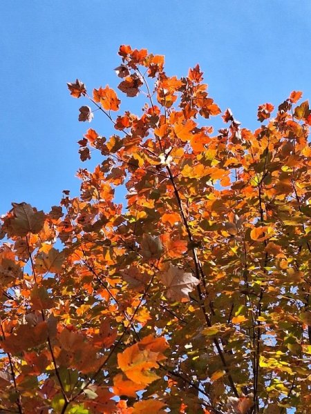 October Glory 10-19-25.jpg