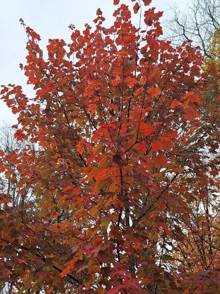 October Glory 10-20-25.jpg