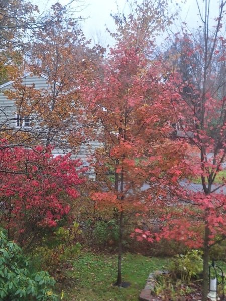 October Glory-Burning bush 10-20-25.jpg