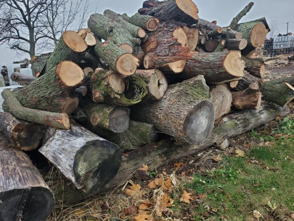 Log delivery 11-25 East pile 1.jpeg