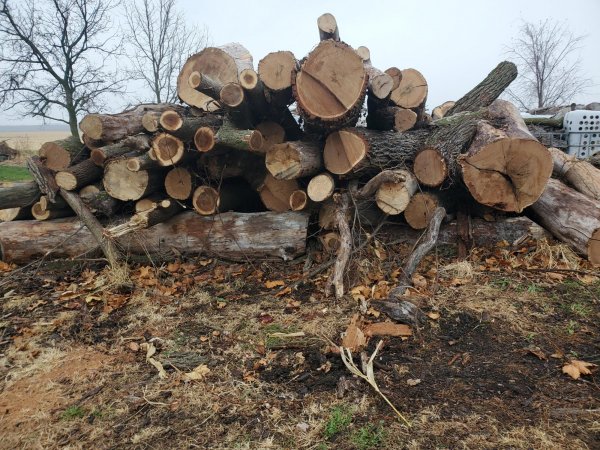 Log delivery 11-25 West pile 4.jpeg